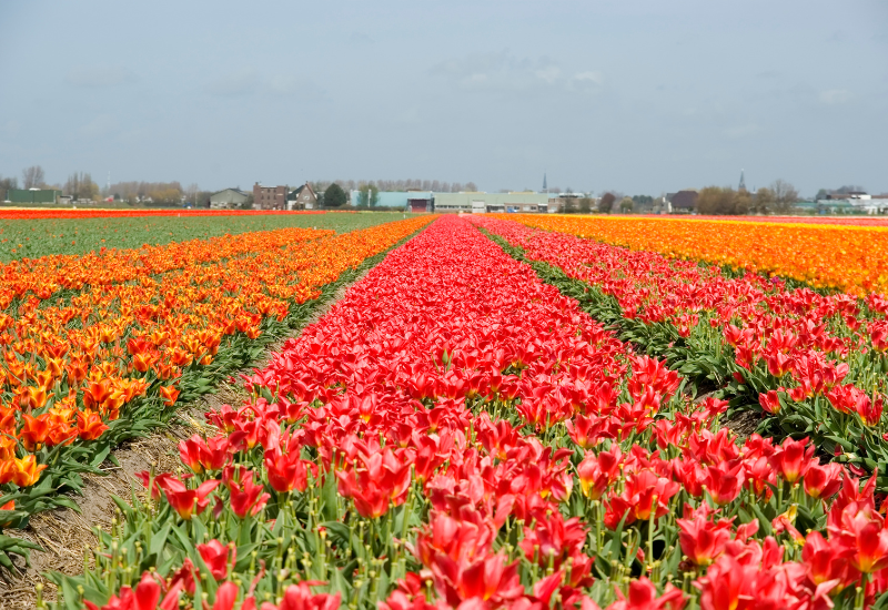 Beļģija - Holande ar Keukenhofas ziedu parka apmeklējumu