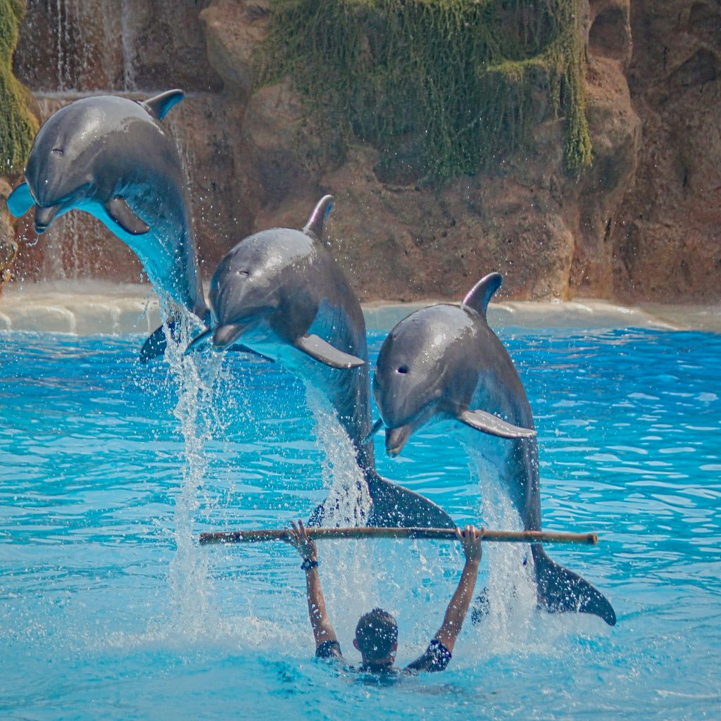 Loro parks
