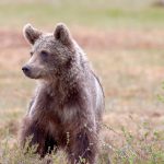 Līgatnes dabas taku lāču puikām 30.gadu jubileja