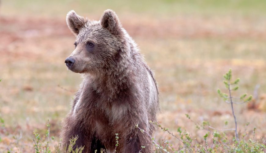 Līgatnes dabas taku lāču puikām 30.gadu jubileja