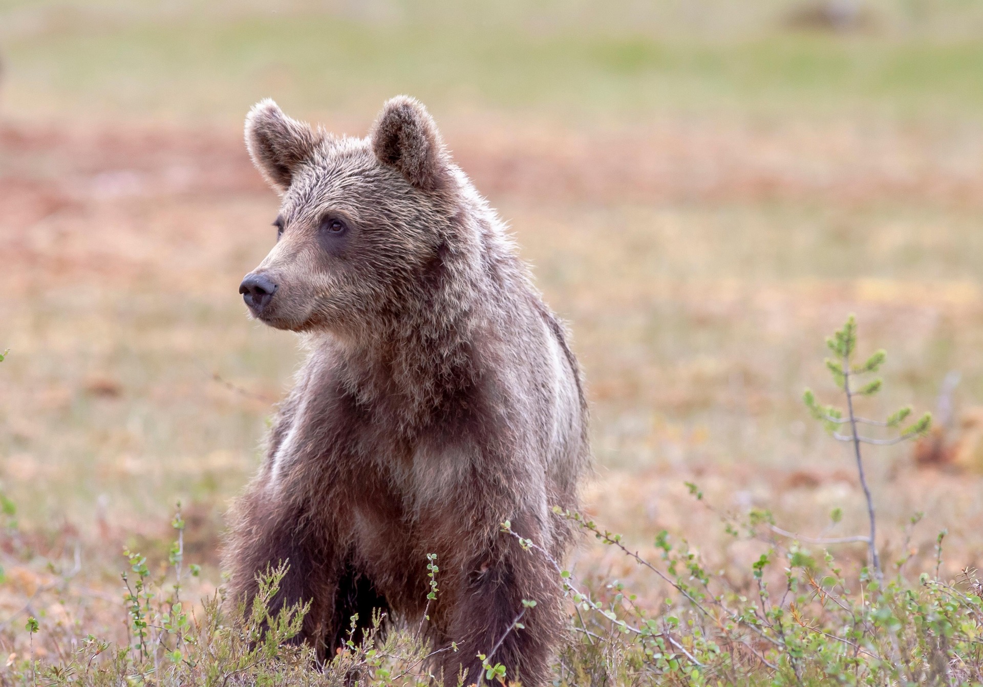 Līgatnes dabas taku lāču puikām 30.gadu jubileja