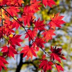 Rudens garšas un pasaules virtuves akcenti Jūrmalas Restorānu nedēļā
