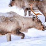 Rovaniemi - Ziemas pasakas valstība