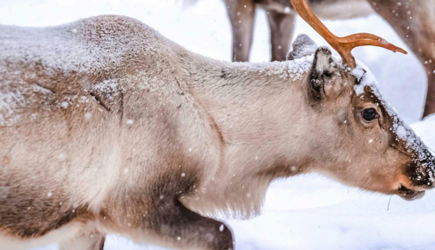 Rovaniemi - Ziemas pasakas valstība