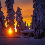 Sniegoti koki saulrietā Rukā pie Kūsamo Somijā